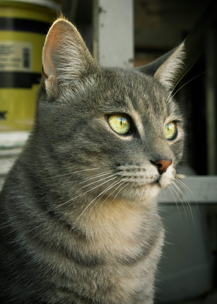 Cardiomiopatía hipertrófica felina