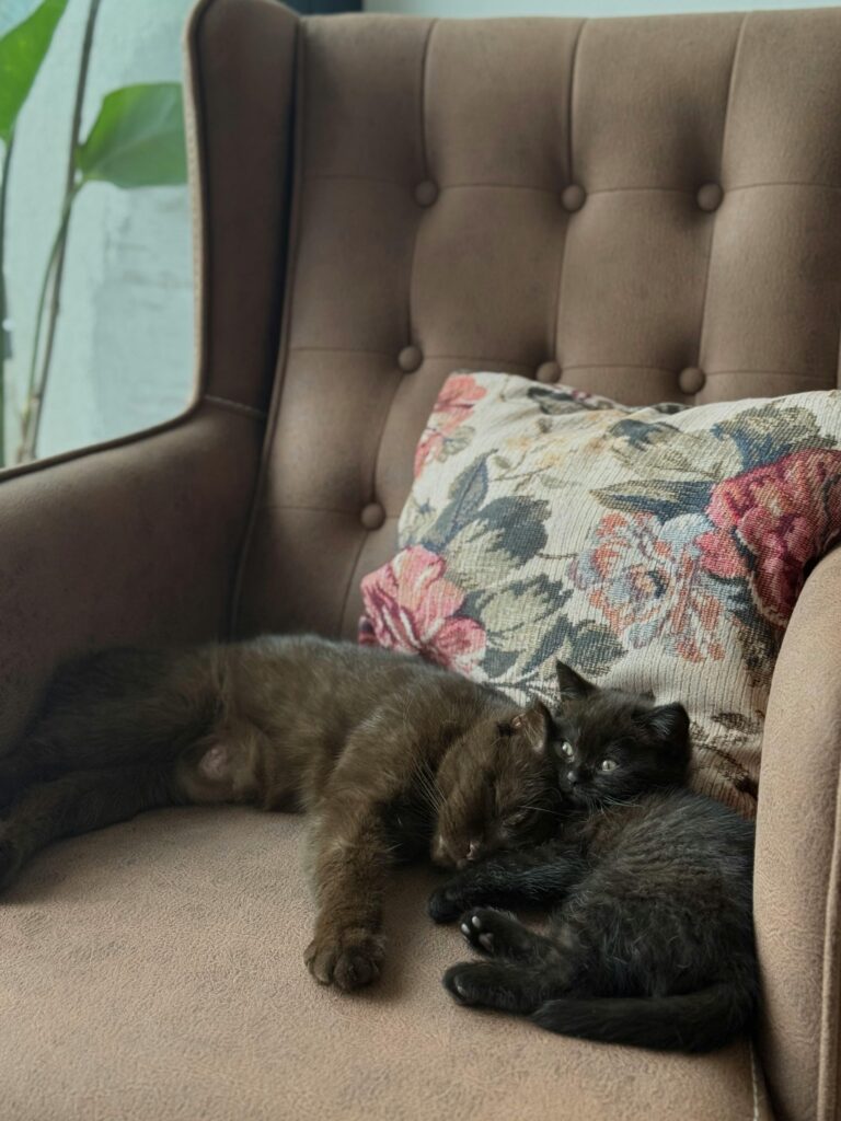Cardiomiopatía hipertrófica felina